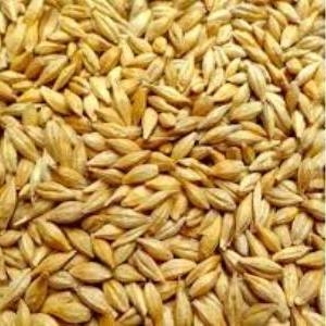 Реализуем зерно (тритикале,  ячмень)