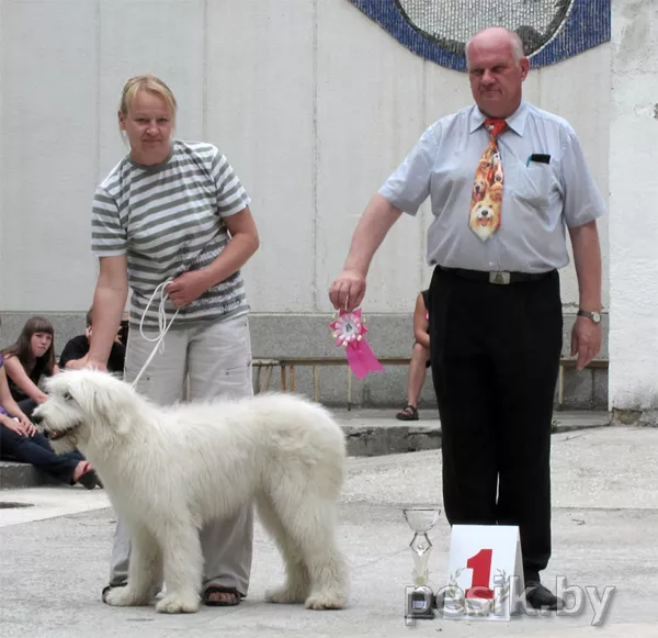  Продам щенка южнорусской овчарки