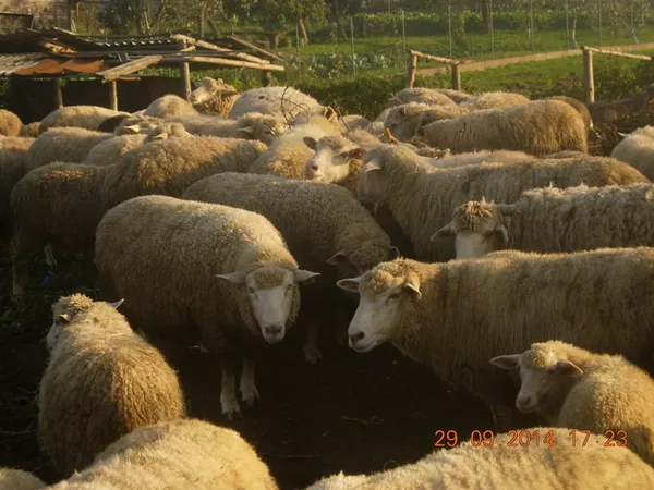 овцы крупных пород 2